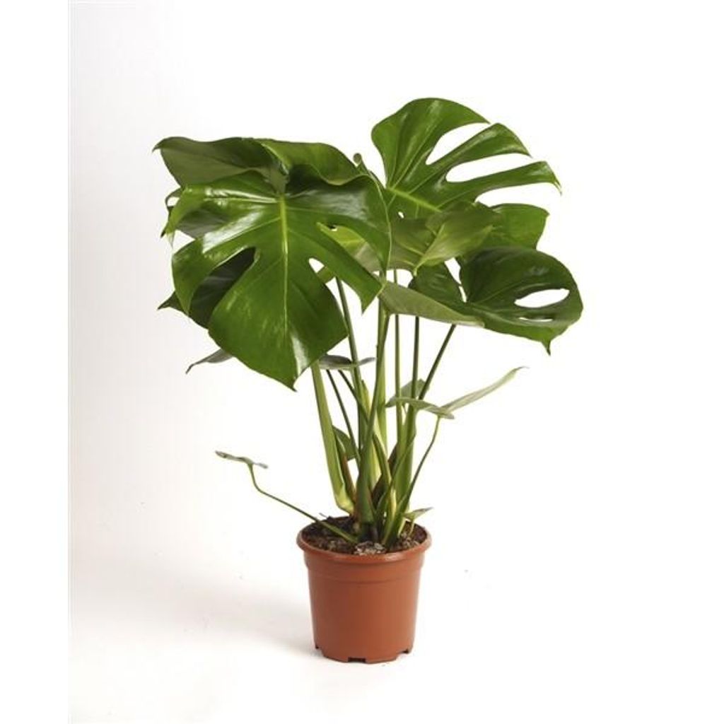 Monstera delicosa 20 20 cm Köstliche Fensterblatt Zimmerpflanze
