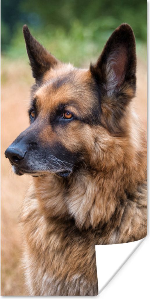 MuchoWow Poster Ein Deutscher mit aufgestellten Ohren 20x40 cm - Plakat - Foto