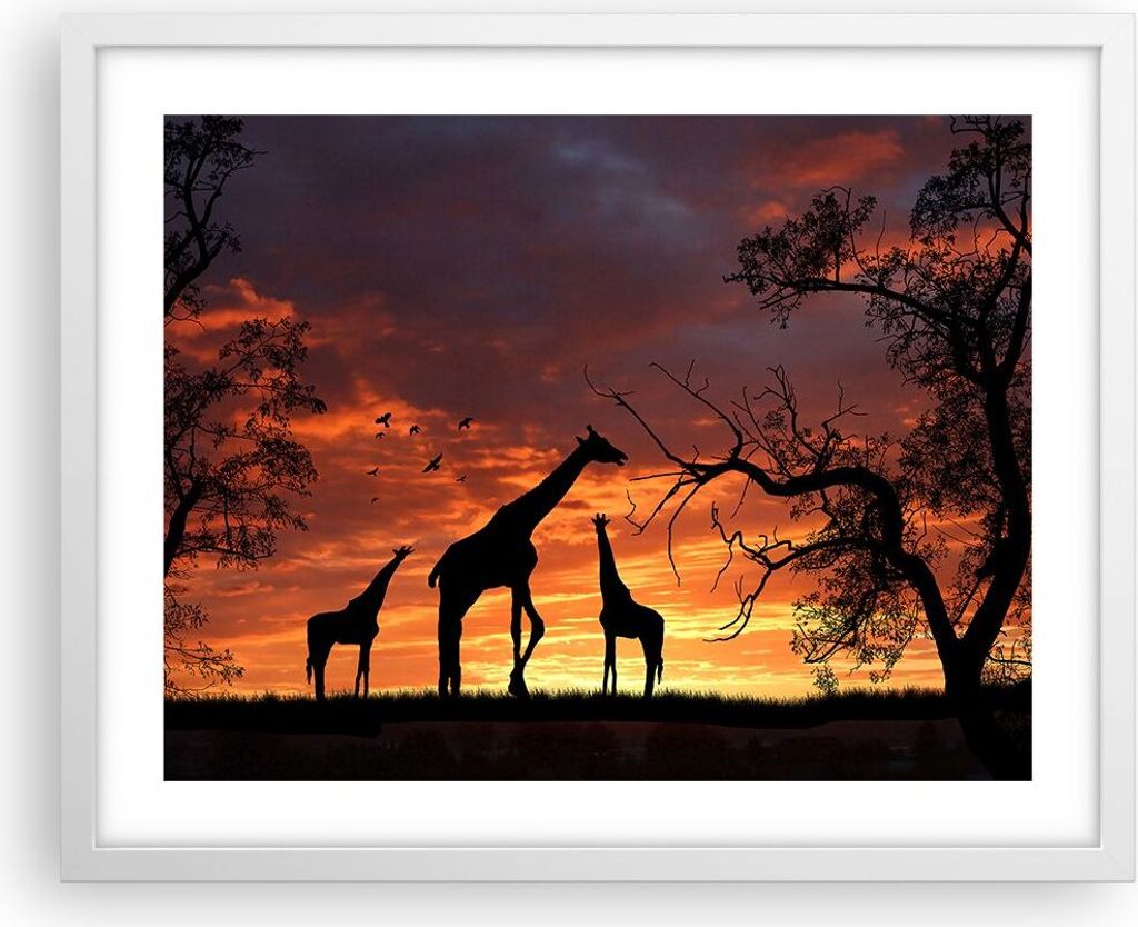 Gerahmtes Poster - Weißer Rahmen - Giraffe Afrika Sonne Safari - 50x40 cm - Wand Bild - Wanddeko - Wandbilder - Wandposter - Bilderrahmen - Bilder...