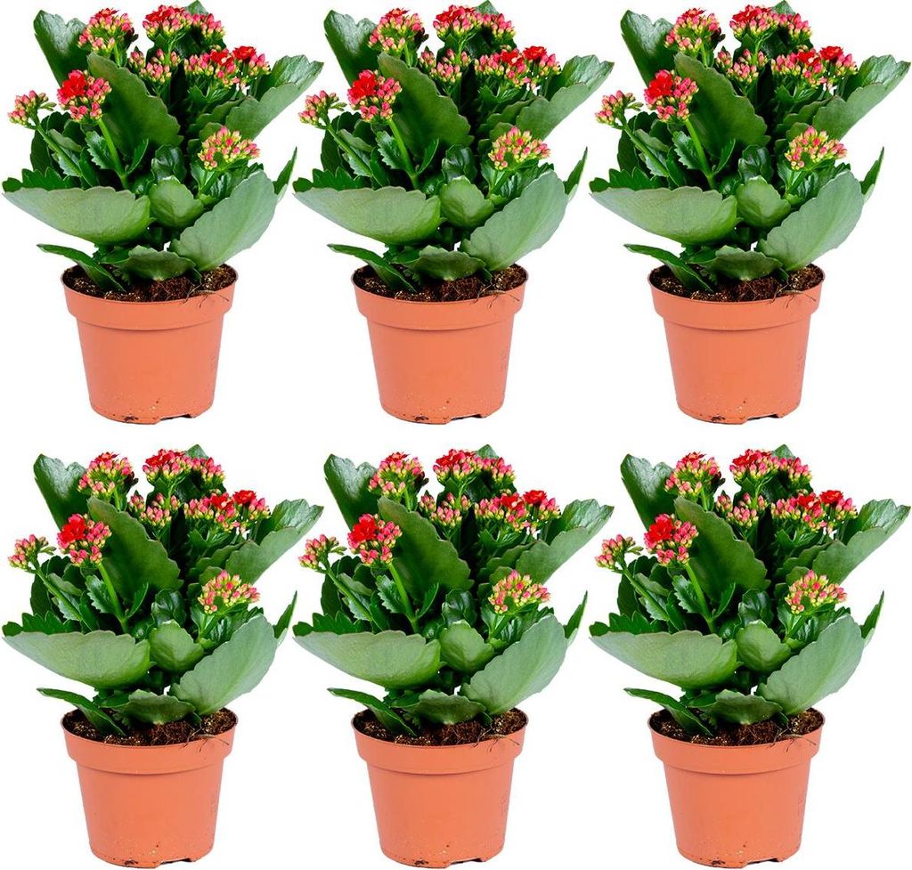 Bloomique - Lot de 6 - Kalanchoé - Fleurs rouges - Plante Image du produit 