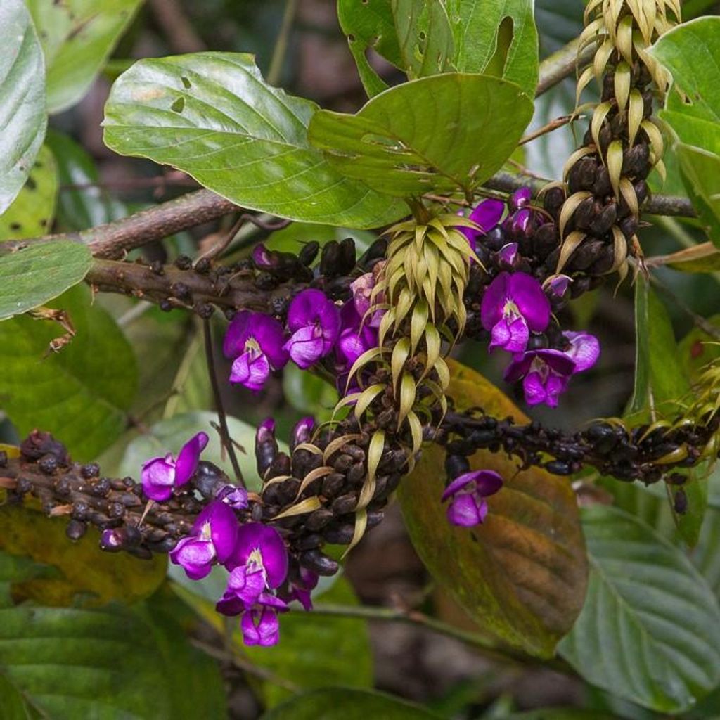 Seeportemonnaie (Dioclea reflexa) - 2 Samen Produktbild 