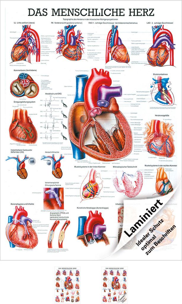 Das Herz Mini-Poster Anatomie 34x24 cm medizinische Produktbild 