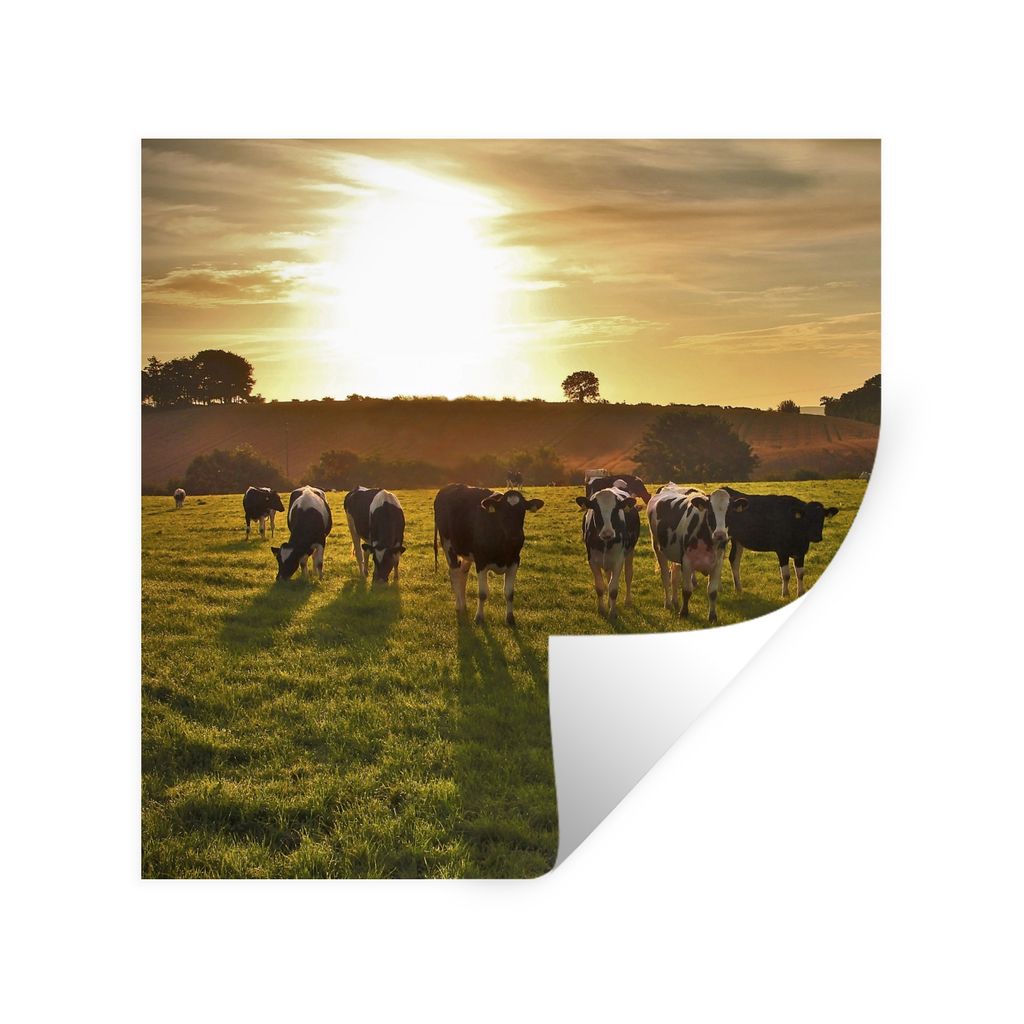 MuchoWow Wandtattoo Wandsticker Wandaufkleber Kühe - Sonne - Licht 50x50 cm Selbstklebend und Repositionierbar - Selbstklebend - Fototapeten