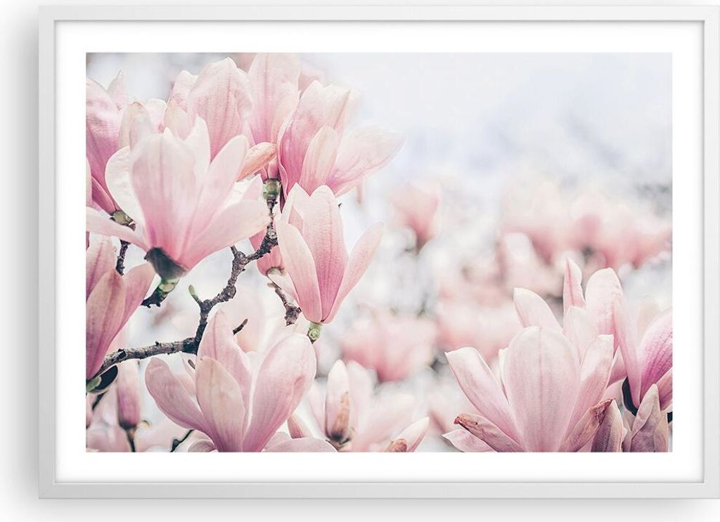 Gerahmtes Poster - Weißer Rahmen - Magnolie Blumen Rosa - 70x50 cm - Wand Bild - Wanddeko - Wandbilder - Kunstposter - Wandposter - Bilderrahmen -...