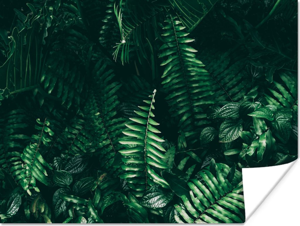 MuchoWow Poster Blätter - Dschungel - Natur - Tropisch - Pflanzen 120x90 cm - Wandbild