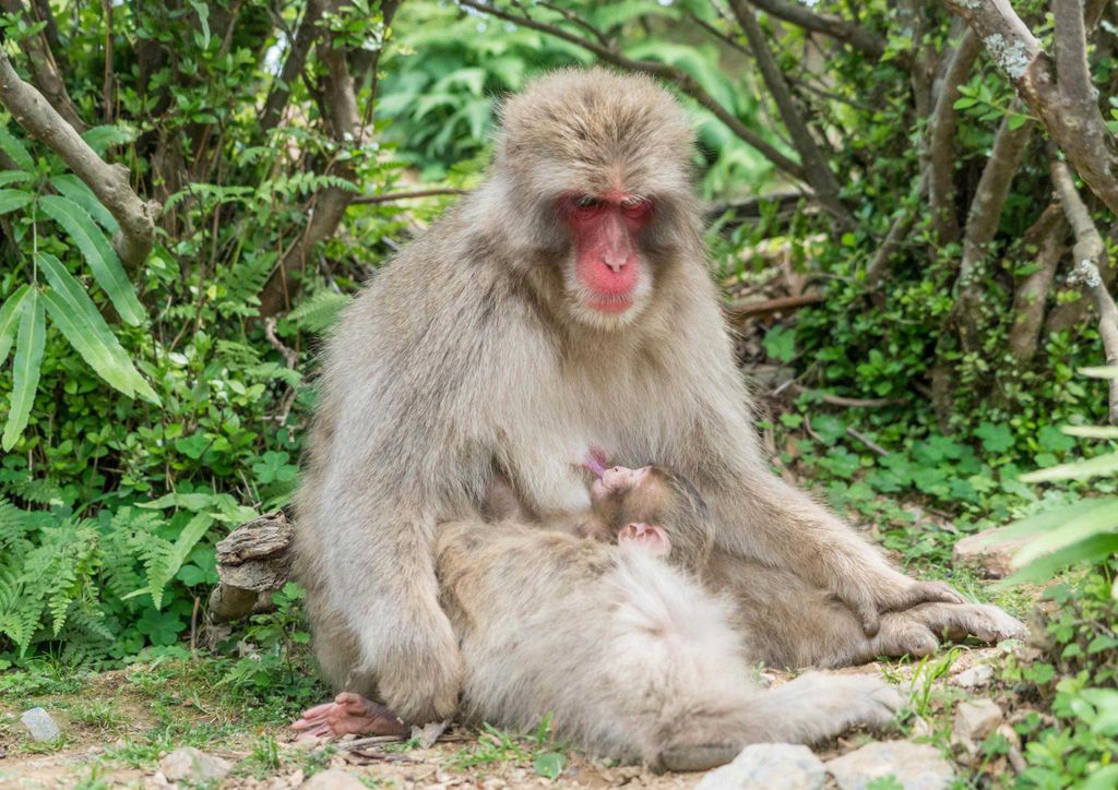 hansepuzzle 15920 - Affen-Baby Puzzle, 260 Teile, Tierwelt, 41,0 x 28,0cm mit hochwertiger Aufbewahrung, Kartonbox und wiederverschließbarem Beutel