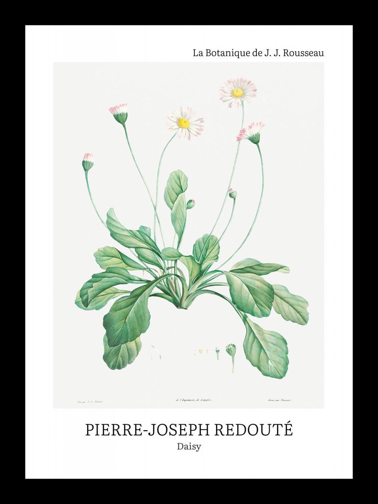 Plakat 13x18cm Design Daisy, Redoute Vintage für das Wohnzimmer