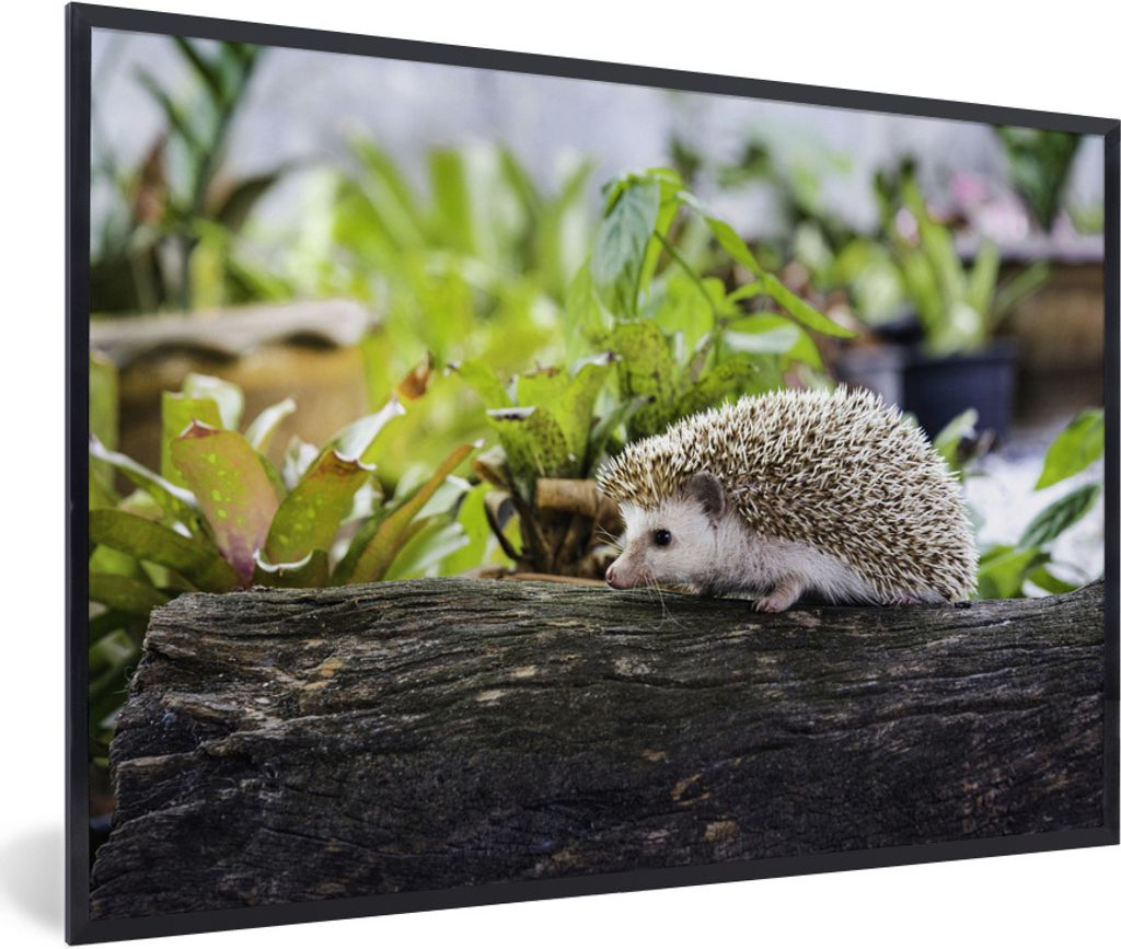 MuchoWow Gerahmtes Poster Igel läuft auf Baumstamm 60x40 cm - Poster mit Schwarzem Bilderrahmen Wandposter Rahmen Foto Bilder - Printing - Wandd...
