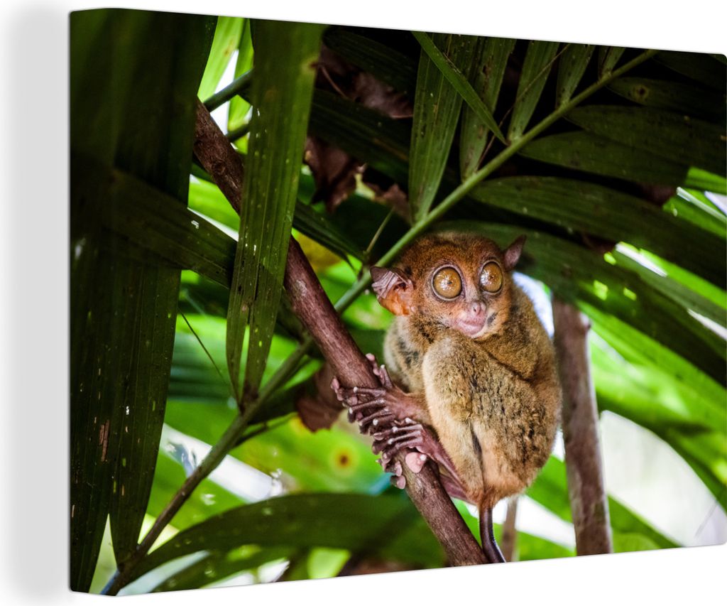 OneMillionCanvasses - Leinwandbilder - 150x100 cm, Philippinischer Geist zwischen den grünen Blättern, Wandbilder Kunstdruck Wanddekoration