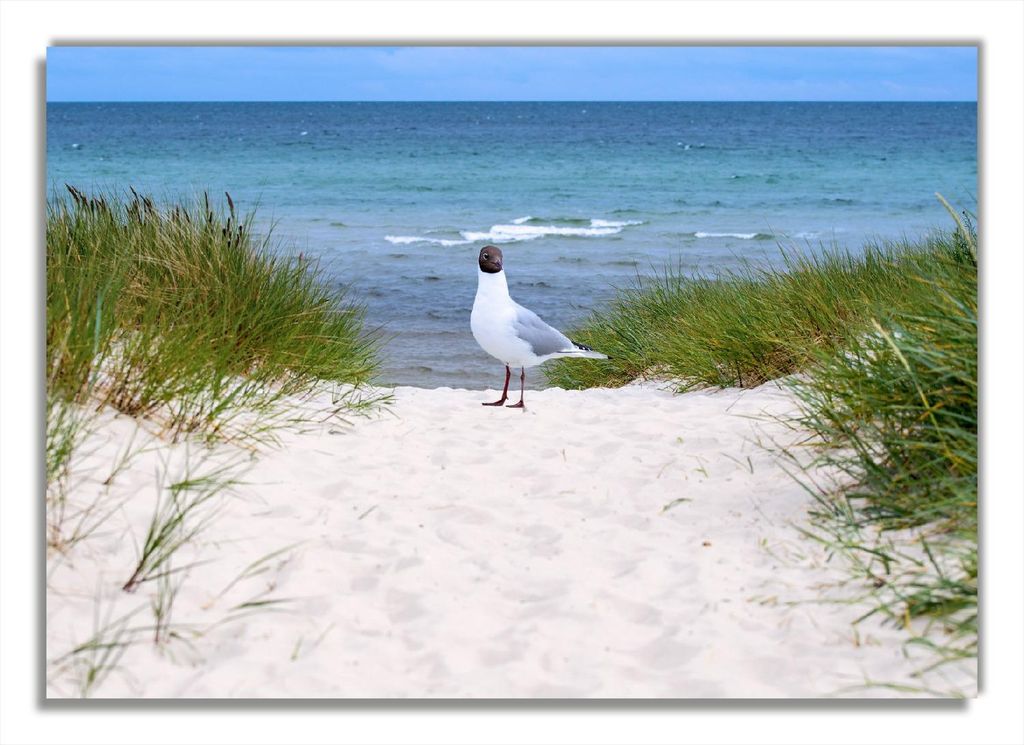 Wallario Poster - Möwe auf der Düne, Kunstdruck Größe: 70 x 100 cm