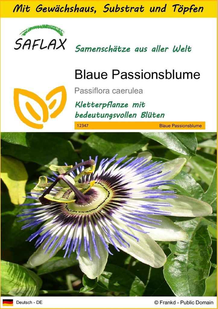 SAFLAX Anzucht Set - Blaue Passionsblume - Passiflora caerulea - 25 Samen - Mit Mini-Gewächshaus, Anzuchtsubstrat und 2 Töpfen