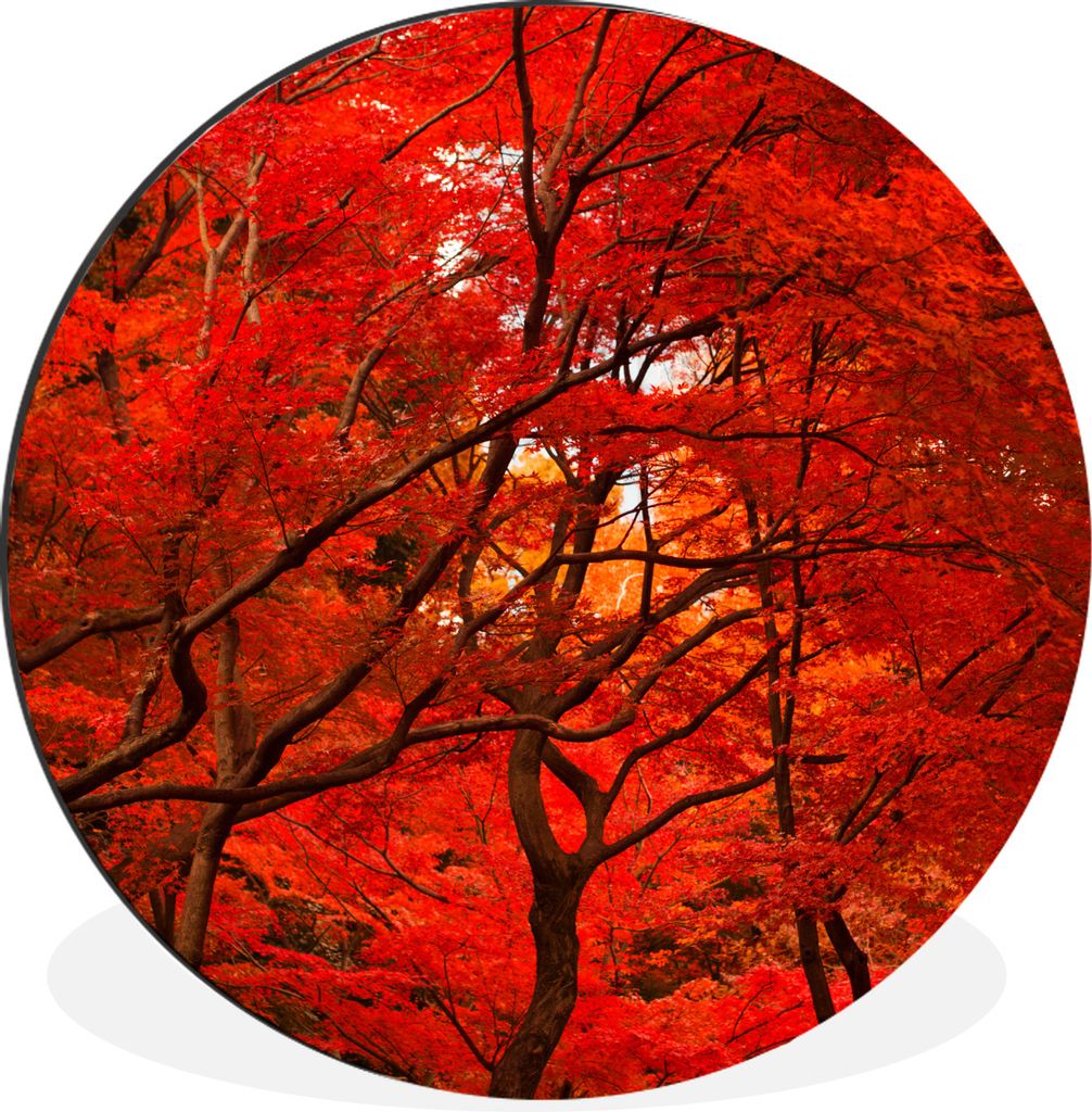 MuchoWow Aluminium Wandkreis Herbst - Wald - Rot Ø 60 cm Wanddeko Modern Wohnzimmer - Wand Kreis - Wandbild - Schlafzimmer - Aluminium Bild - Ki...