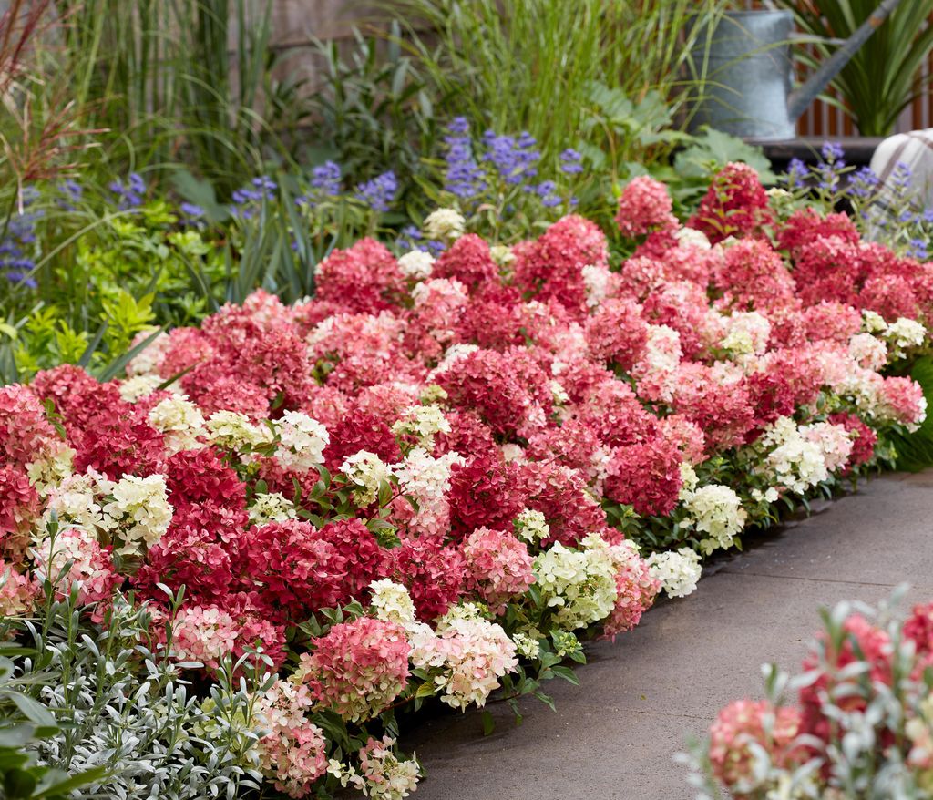 Dehner Bodendecker-Rispenhortensie Groundbreaker Ruby , weiß bis rosa-rote Blüten, ca. 20-30 cm exkl. Pflanztopf, 1.5 l Topf, Zierstrauch
