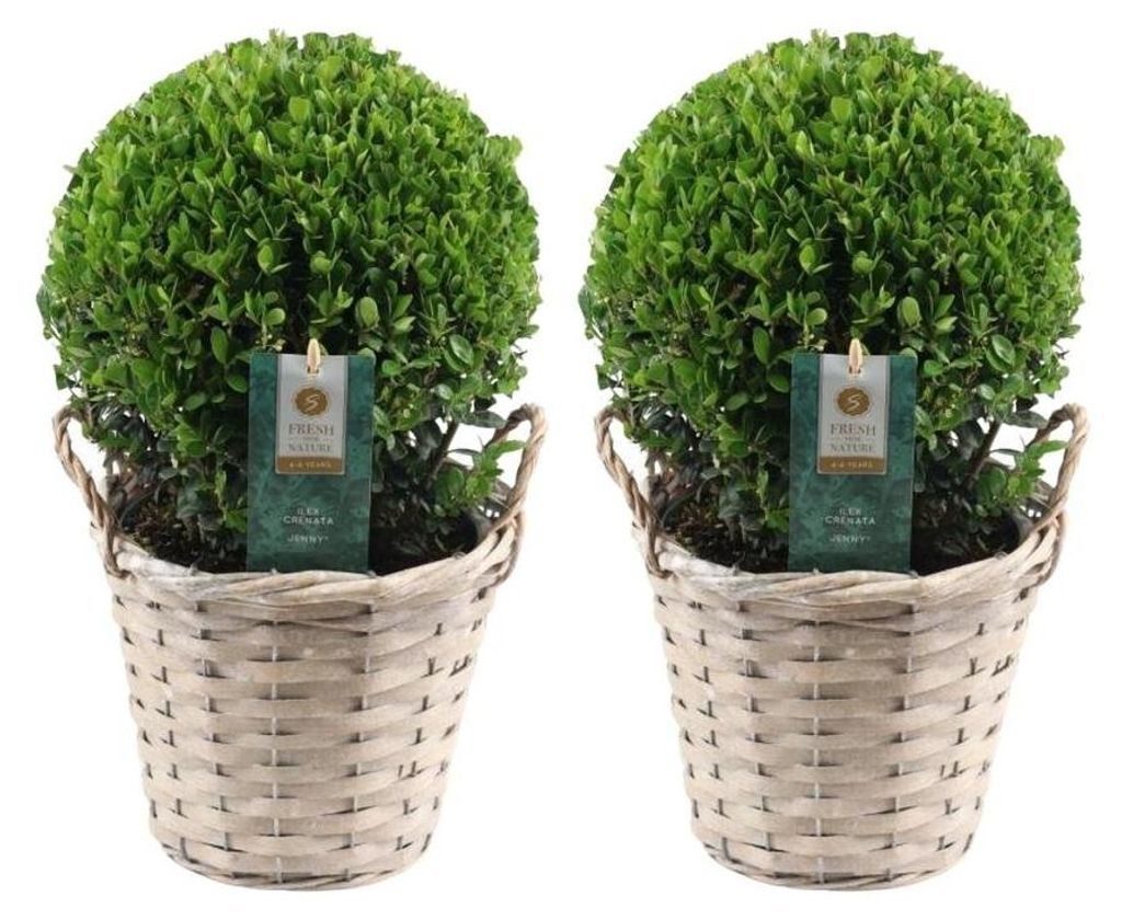 Plants by Frank | Prawdziwa kulista ostrokrzew w koszyku | Zdjęcie produktu 