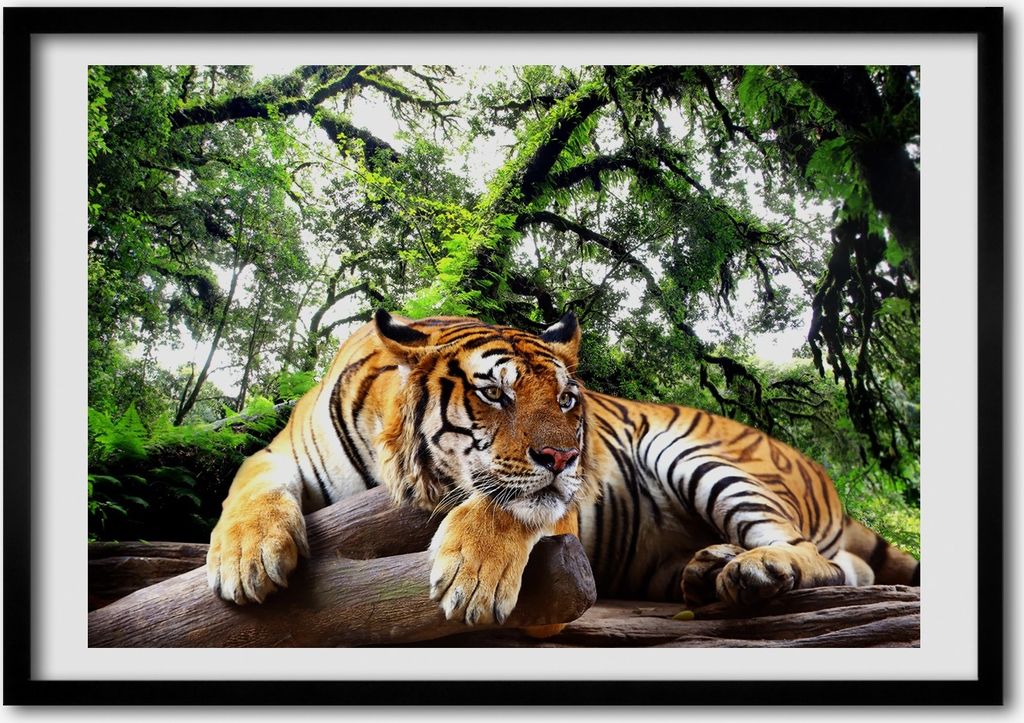 Bild - Bilderrahmen - 100 cm x 70 cm - MDF - Rahmen - Foto - Wandkunst Tiger auf dem Felsen
