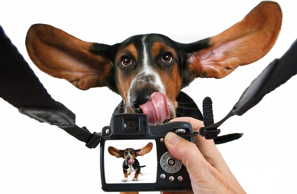 Jochen Schweizer Hunde-Fotoshooting; Erlebnis verschenken oder selbst erleben; Gutschein gültig für 1 Person