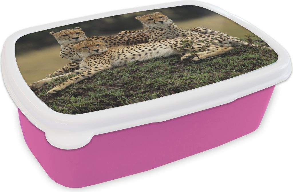 KitchenYeah Lunchbox Brotzeit Brotdose 17x11 cm Drei Geparden in der Savanne Kinder Brotzeitdose - Lunchpaket - Brotkasten - Sandwich Box