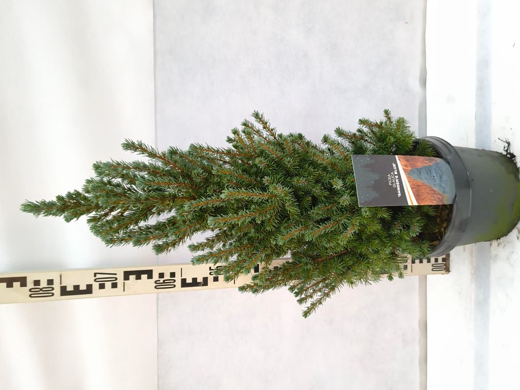 Picea glauca Sanders Blue 80-100 cm Blaue Zuckerhutfichte immergrün