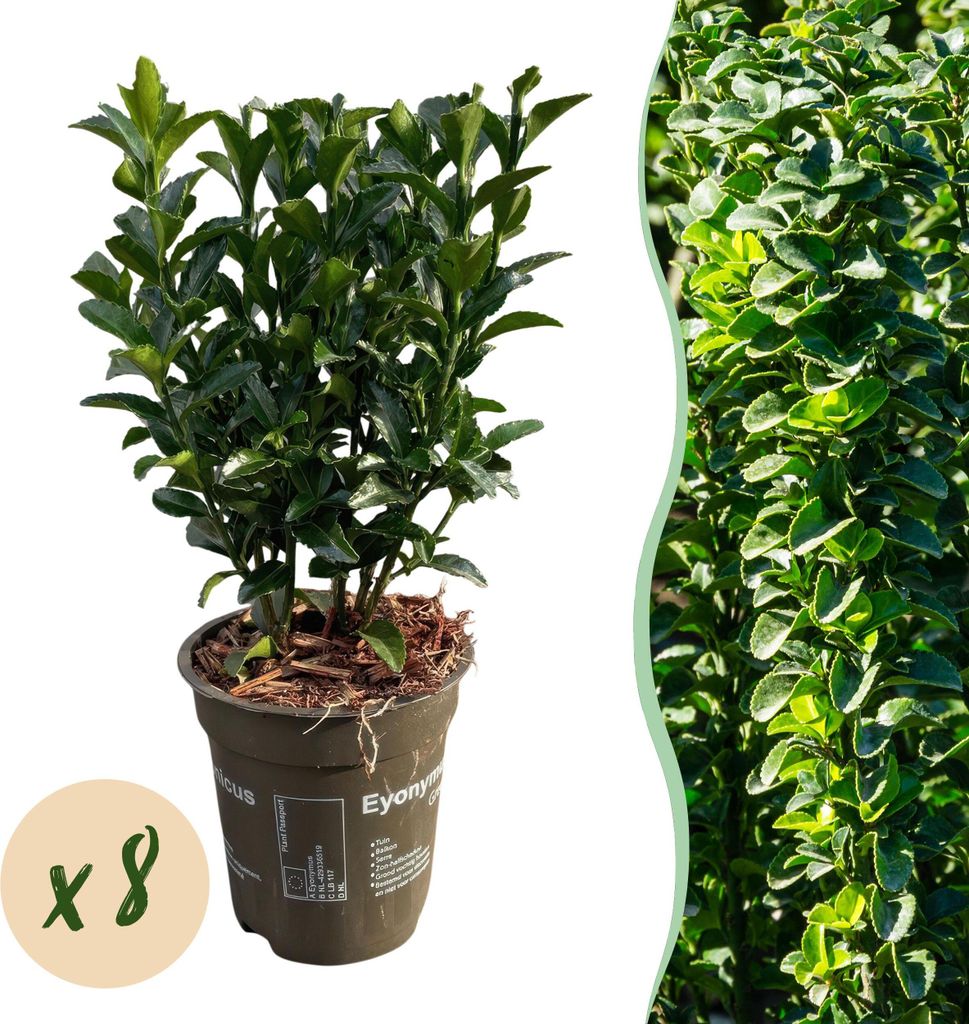 Euonymus japonicus Green Spire – 8 Pflanzen für 1 Meter Hecke – Immergrüner Japanischer Spindelstrauch – 20–25cm hoch im 9cm Topf – Win...