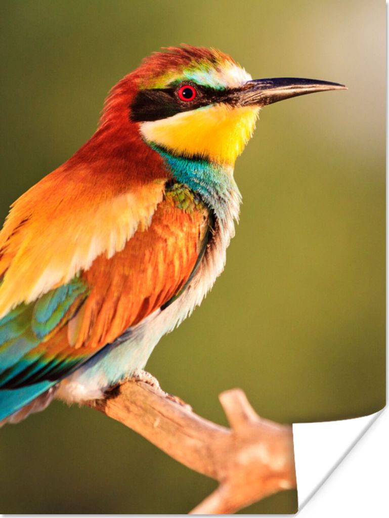 MuchoWow Poster Vögel - Bienenfresser - Regenbogen - Tiere 120x160 cm - Wandbilder