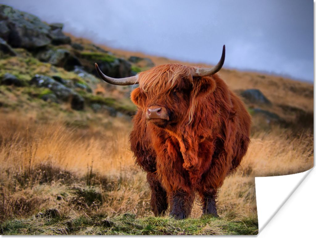 MuchoWow Poster Schottische Highlander - Gras - Steine 40x30 cm - Plakate für die Wände - Poster Wohnzimmer