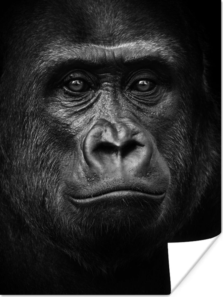 MuchoWow Poster Gorilla - Schwarz - Weiß - Tiere - Porträt 30x40 cm - Wandplakat - Poster Kinderzimmer