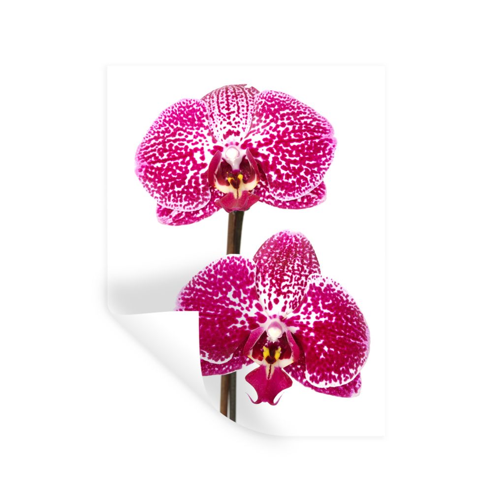 MuchoWow Wandtattoo Wandsticker Wandaufkleber Orchidee rosa 30x40 cm Selbstklebend und Repositionierbar - Sticker - Dekorfolie
