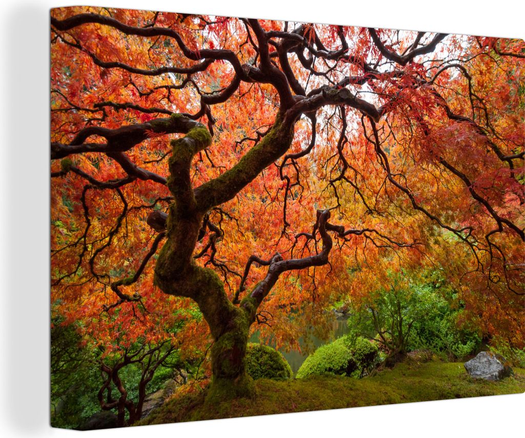 OneMillionCanvasses - Leinwandbilder - 150x100 cm, Bild eines japanischen Ahorns, Wandbilder Kunstdruck Wanddekoration
