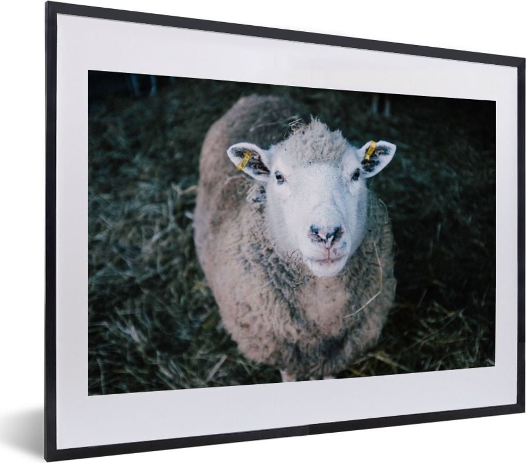 MuchoWow Gerahmtes Poster Schafe - Tiere - Rinder 40x30 cm - Poster mit Schwarzem Bilderrahmen Wandposter Rahmen Foto Bilder - Bilderrahmen - Pos...