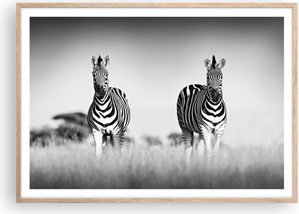Gerahmtes Poster - Rahmen in heller Eiche - Zebras Fotografie Schwarzweiß - 100x70 cm - Wand Bild - Wanddeko - Wandbilder - Kunstposter - Wandpost...