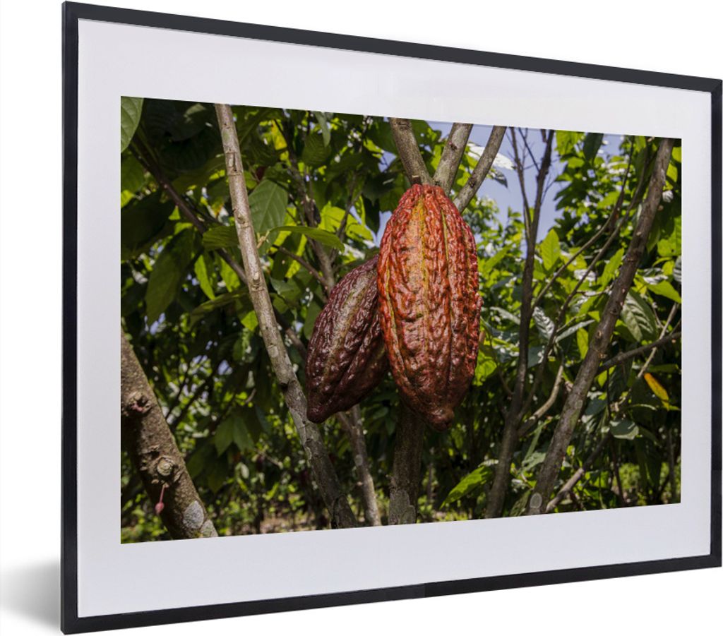 MuchoWow MuchoWow Gerahmtes Poster Tropische Farben der Schotenhaut um die Kakaobohnen 40x30 cm - Poster mit zchwarzem Bilderrahmen - Bilderrah...