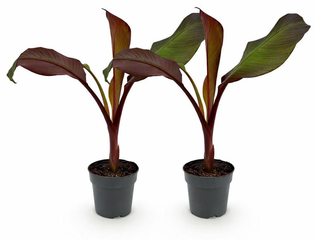 Ensete ventricosum elli – bananowiec o czerwonych liściach, Zdjęcie produktu 