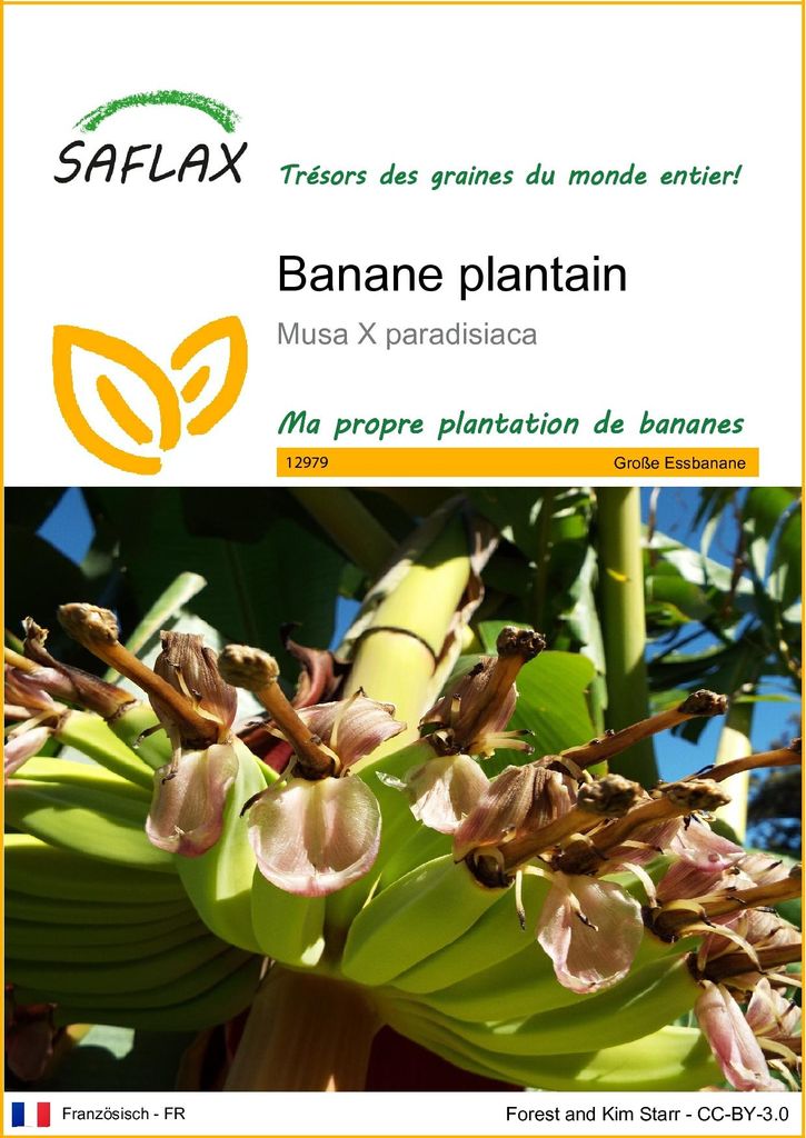 SAFLAX  - Banane plantain - 10 graines - Musa Image du produit 