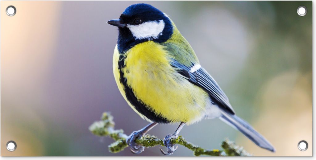 MuchoWow 60x30 cm Outdoor-Poster Gartendeko Sichtschutz Garten Poster für den Garten Kohlmeise - Vogel - Zweig