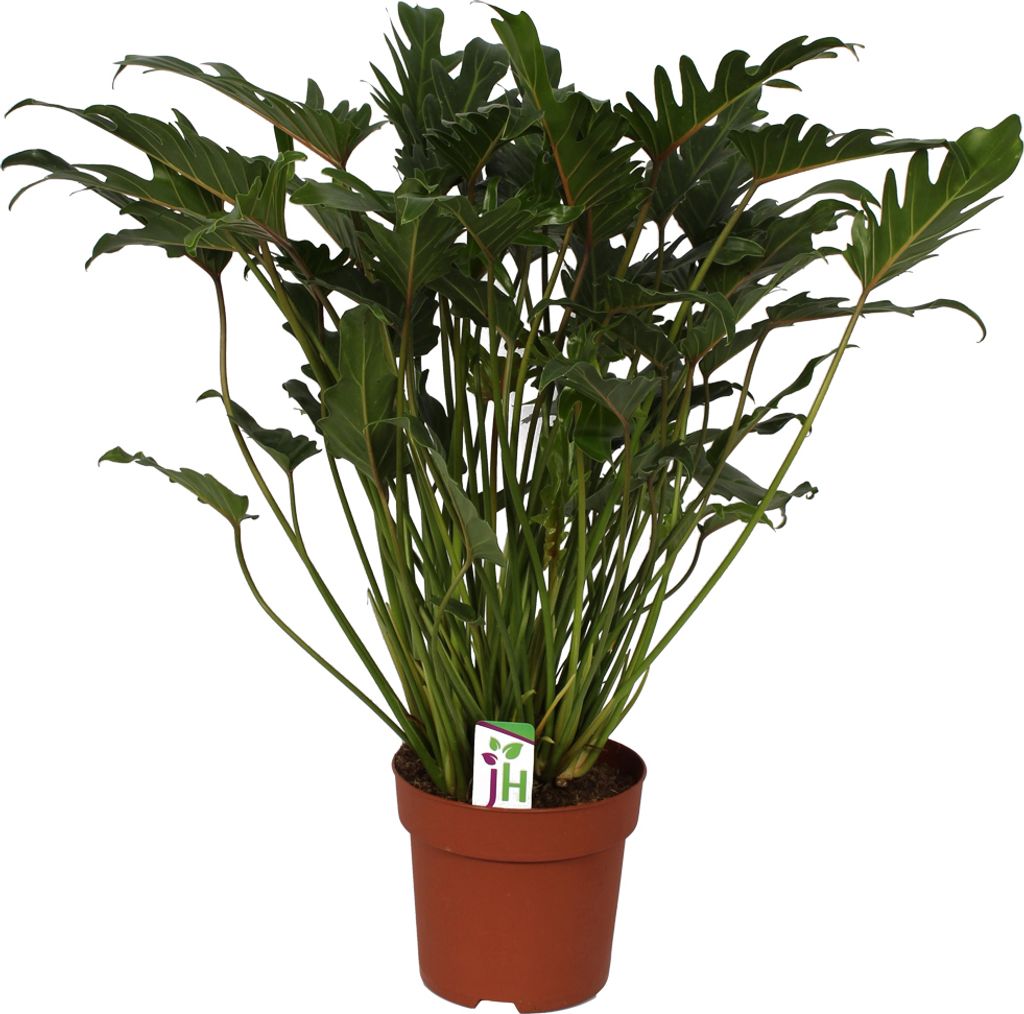 Philodendron Xanadu en pot de 21cm, hauteur totale ca.65cm Image du produit 