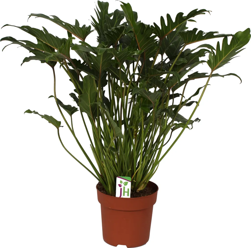 Philodendron Xanadu en pot 21cm : plante 65cm pour bureau et salon