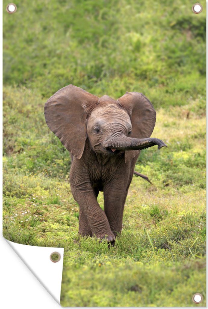 MuchoWow 40x60 cm Outdoor-Poster Gartendeko Sichtschutz Garten Poster für den Garten Elefantenbaby auf der Suche nach Beute - Junge - Mädchen ...
