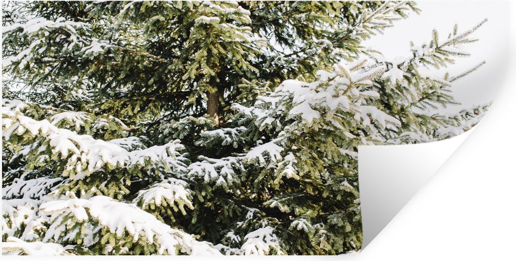 MuchoWow Wandtattoo Wandsticker Wandaufkleber Tannenbaum - Weihnachten - Schnee 160x80 cm Selbstklebend und Repositionierbar - Sticker - Dekorfolie
