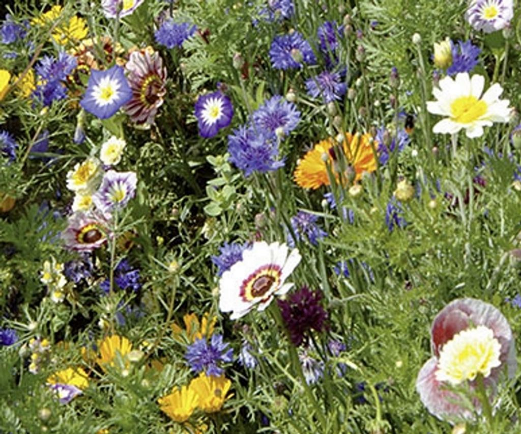 Blumenmischung Schattenblumen Ein- Und Mehrjährig 30 Cm Saatgut - Foto 7