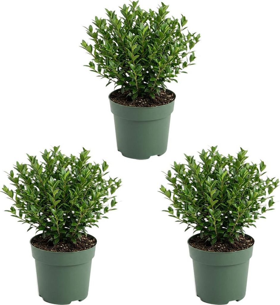 Bloomique - Zestaw 3 szt. - Ilex Crenata Jenny - Ostrokrzew Zdjęcie produktu 