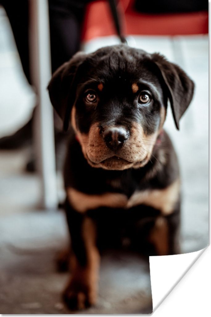 MuchoWow Poster Jung - Hund - Kamera 60x90 cm - Wanddekoration
