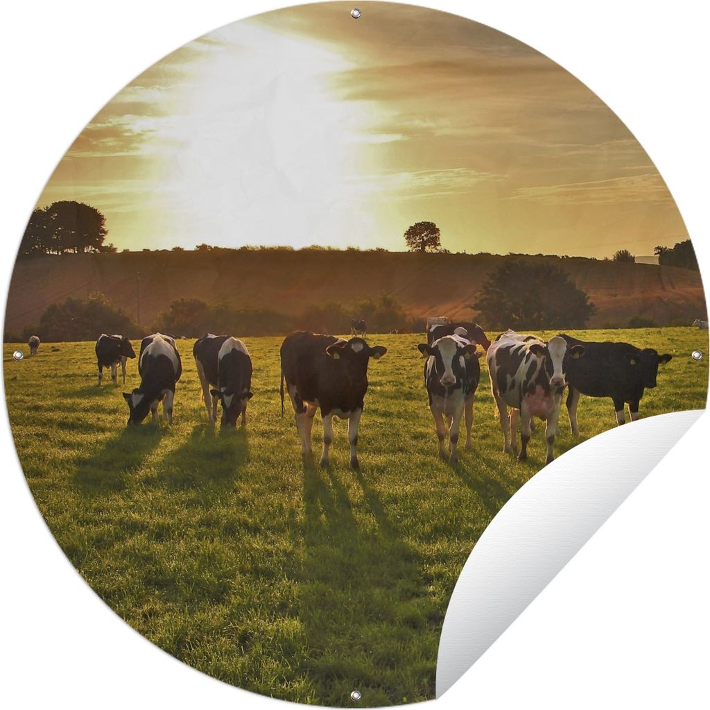 MuchoWow Gartenposter Outdoor-Poster Rund Kühe - Sonne - Licht Ø 90 cm Gartendeko Rundes Poster draußen