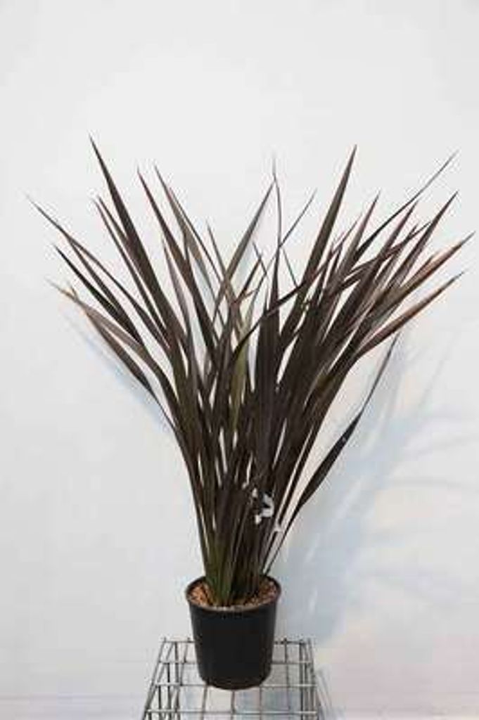 Phormium tenax 'Purpureum' - Neuseelandflachs 60- 80 cm - Container