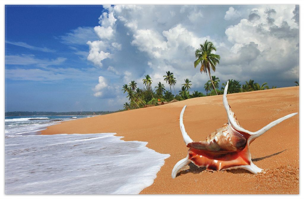 Wallario Premium Teppich, Größe 90 x 140 cm, Prächtige Muschel am Strand