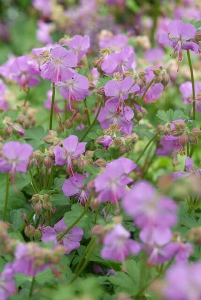 Geranium cantabrigiense 'Cambridge' – Bodendecker – 48 Pflanzen – Ø9cm – 10–25cm – Rosa Blüten – Pflegeleicht & bienenfreundlich...