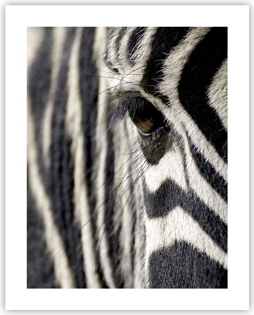 Poster - Poster ohne Rahmen - Zebra Streifen Tierwelt Safari - 40x50 cm - Wand Bild - Wanddeko - Wandbilder - Kunstposter - Wandposter - Bilder - K...