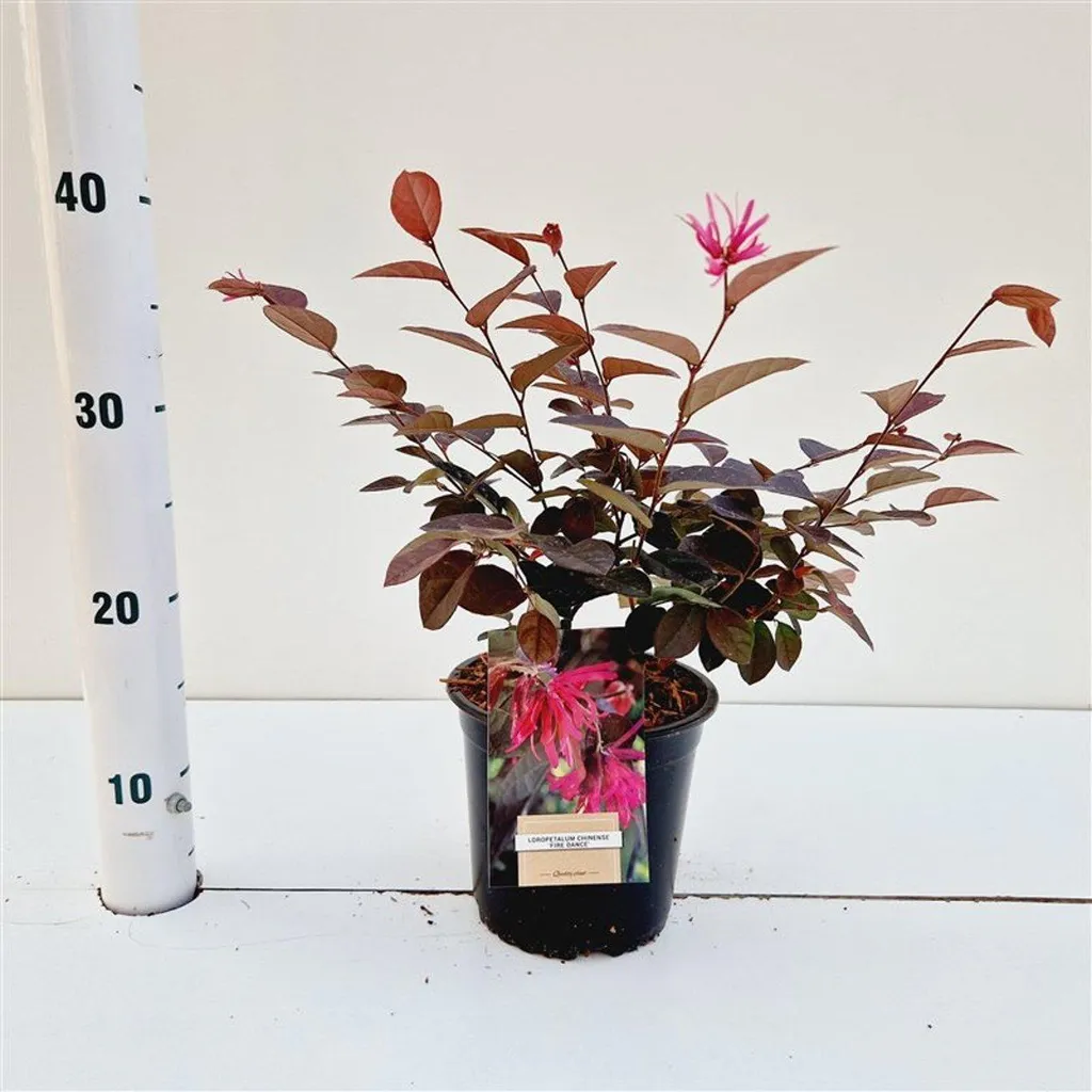 Arbuste persistant Loropetalum chinense Fire Dance pot de 30-40 cm