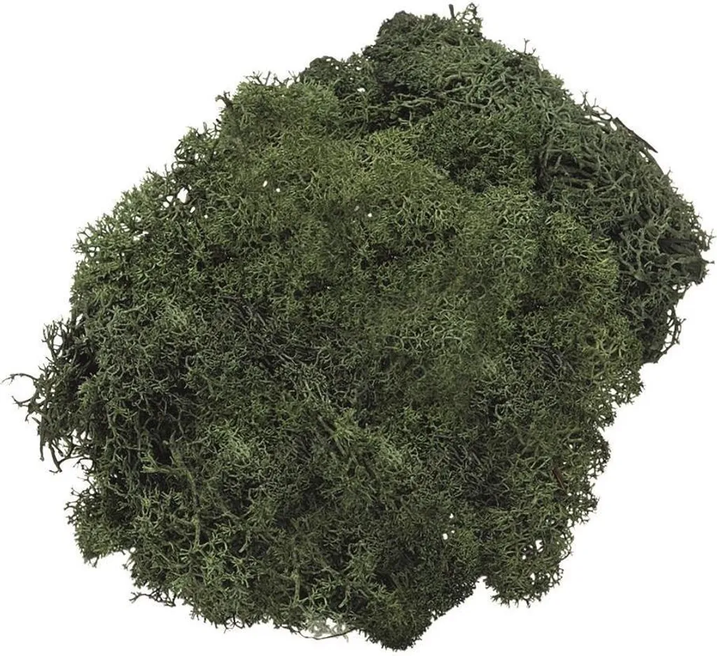 Knorr Prandell 216694462 Mousse d'Islande Naturelle Vert Sapin 50g