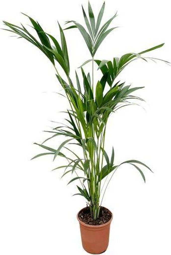 Kentia-Palme – Howea forsteriana – Zimmerpflanze – 160cm – Ø24cm – elegante Grünpflanze für Wohnzimmer, Büro & Wintergarten – pfleg...