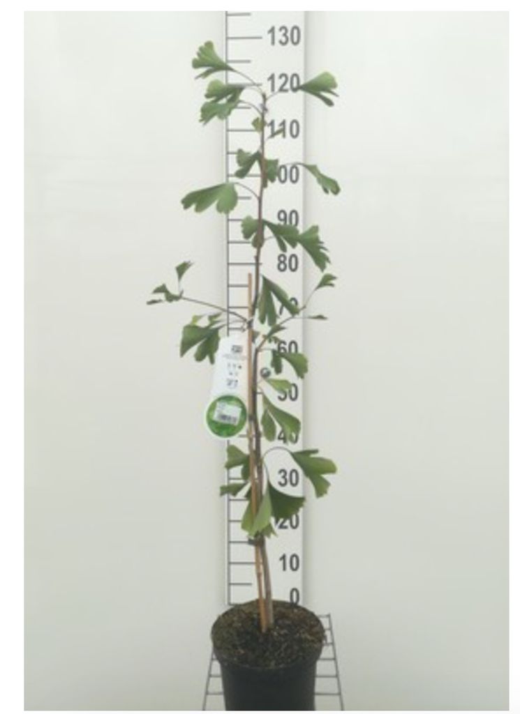 Ginkgo Biloba - Arbre de Ginkgo 50 - 60 cm - Pot Image du produit 